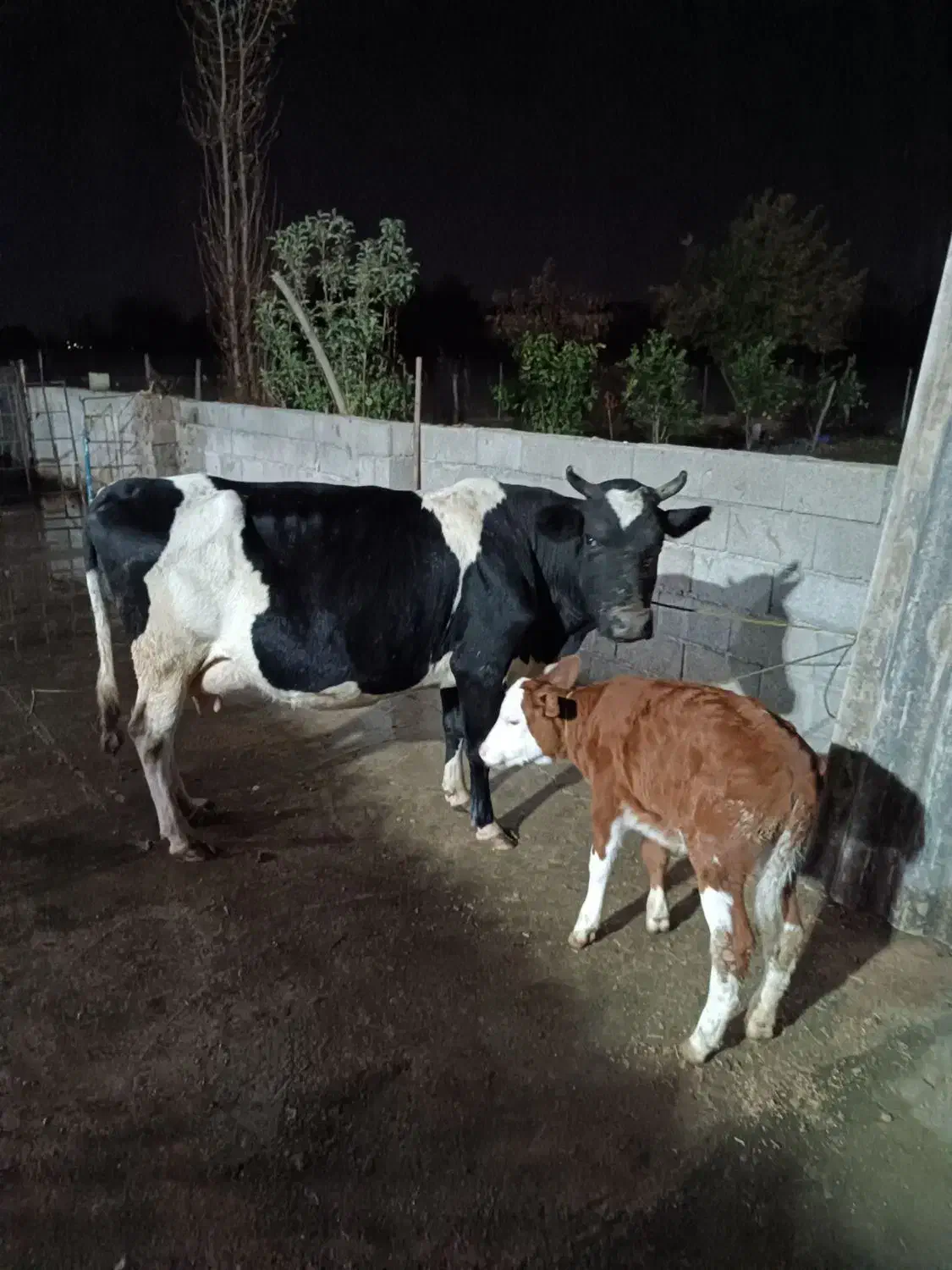 گاو با گوساله|حیوانات مزرعه|رضوانشهر, |دیوار