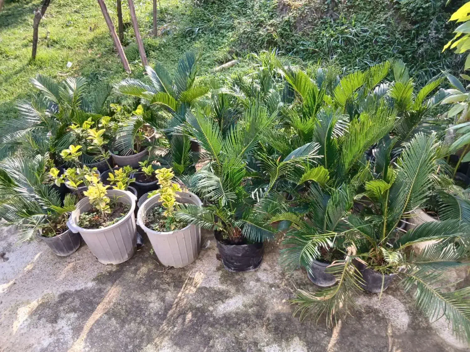 سیکاس وآواکادو|گل و گیاه طبیعی|شیرود, |دیوار