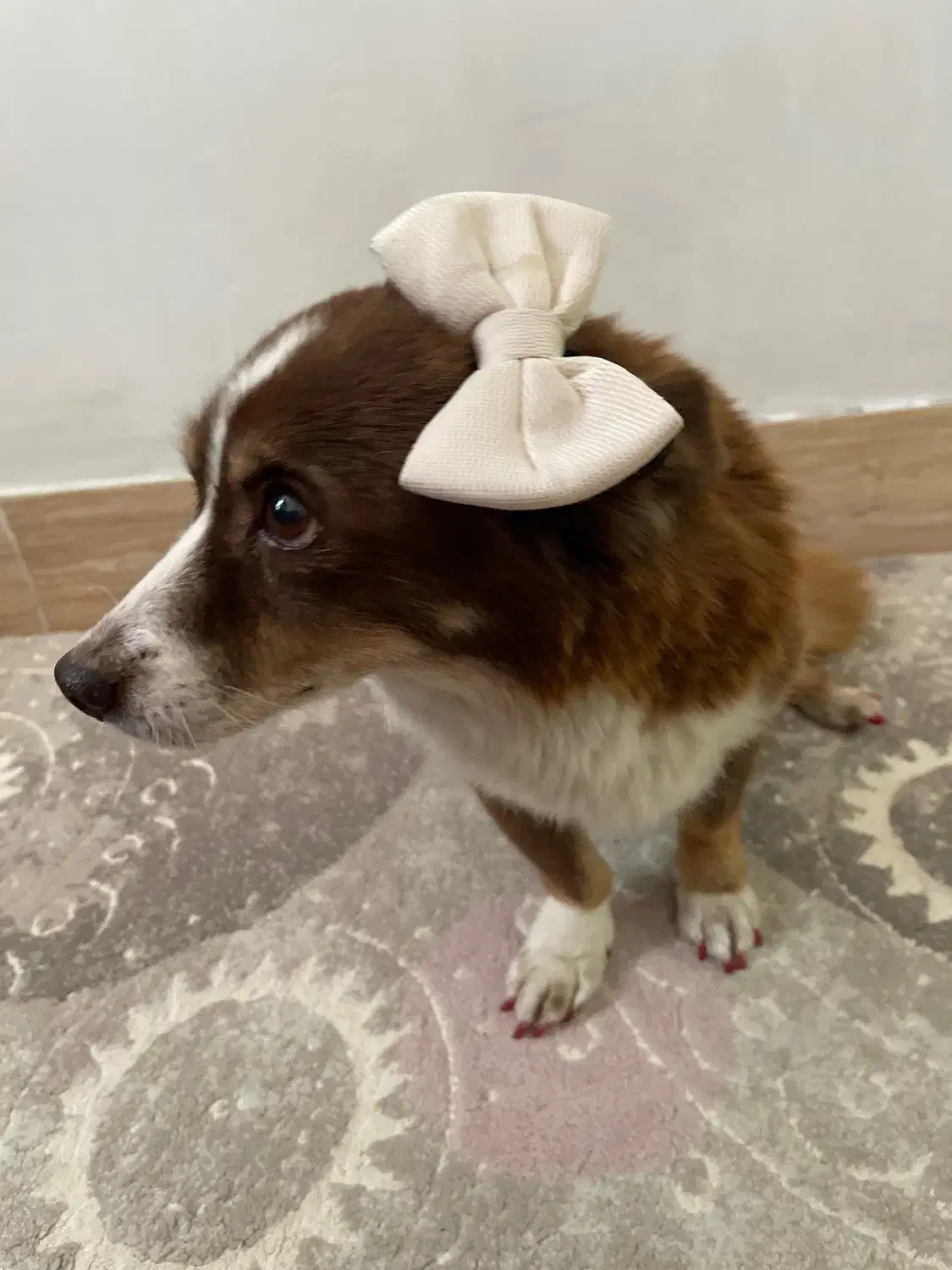 سگ اشپیتز|سگ|پردیس, فاز ۱|دیوار