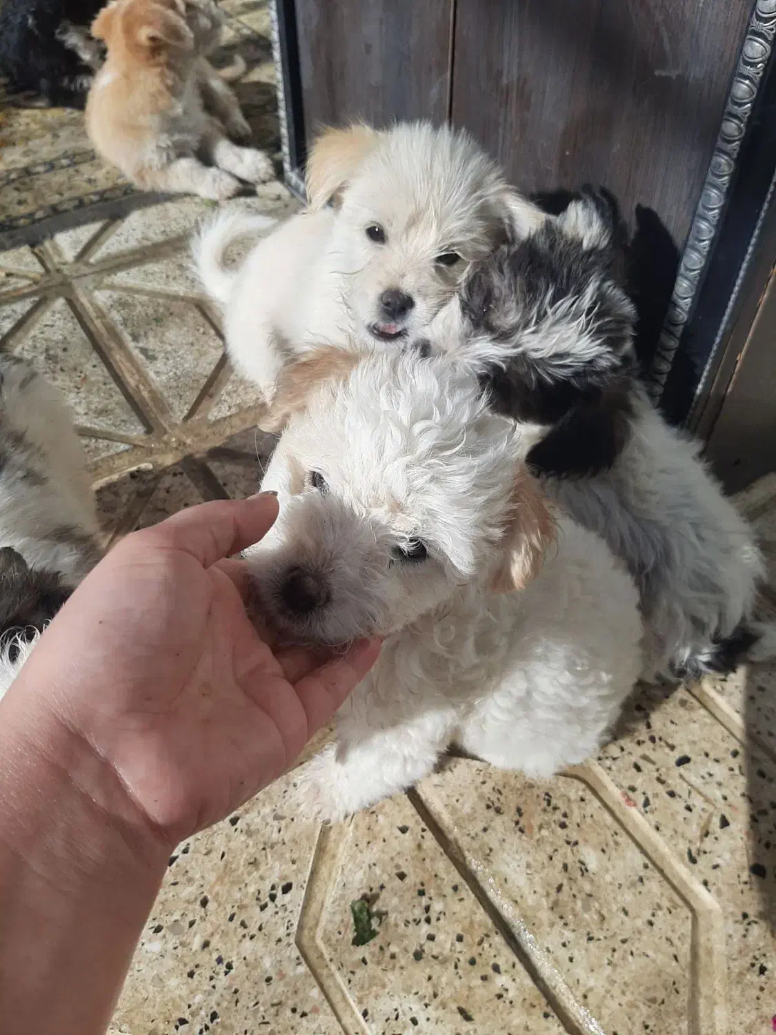 سگ پاکوتاه دوماهه نژادپاپیلون|سگ|بجنورد, |دیوار