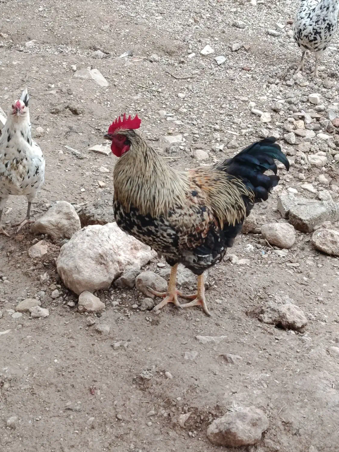 خروس|حیوانات مزرعه|سرپل ذهاب, |دیوار