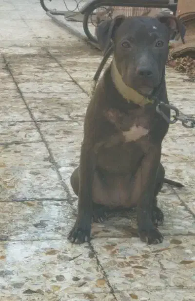 سگ پیت بول یا پیتبول|سگ|آبپخش, |دیوار