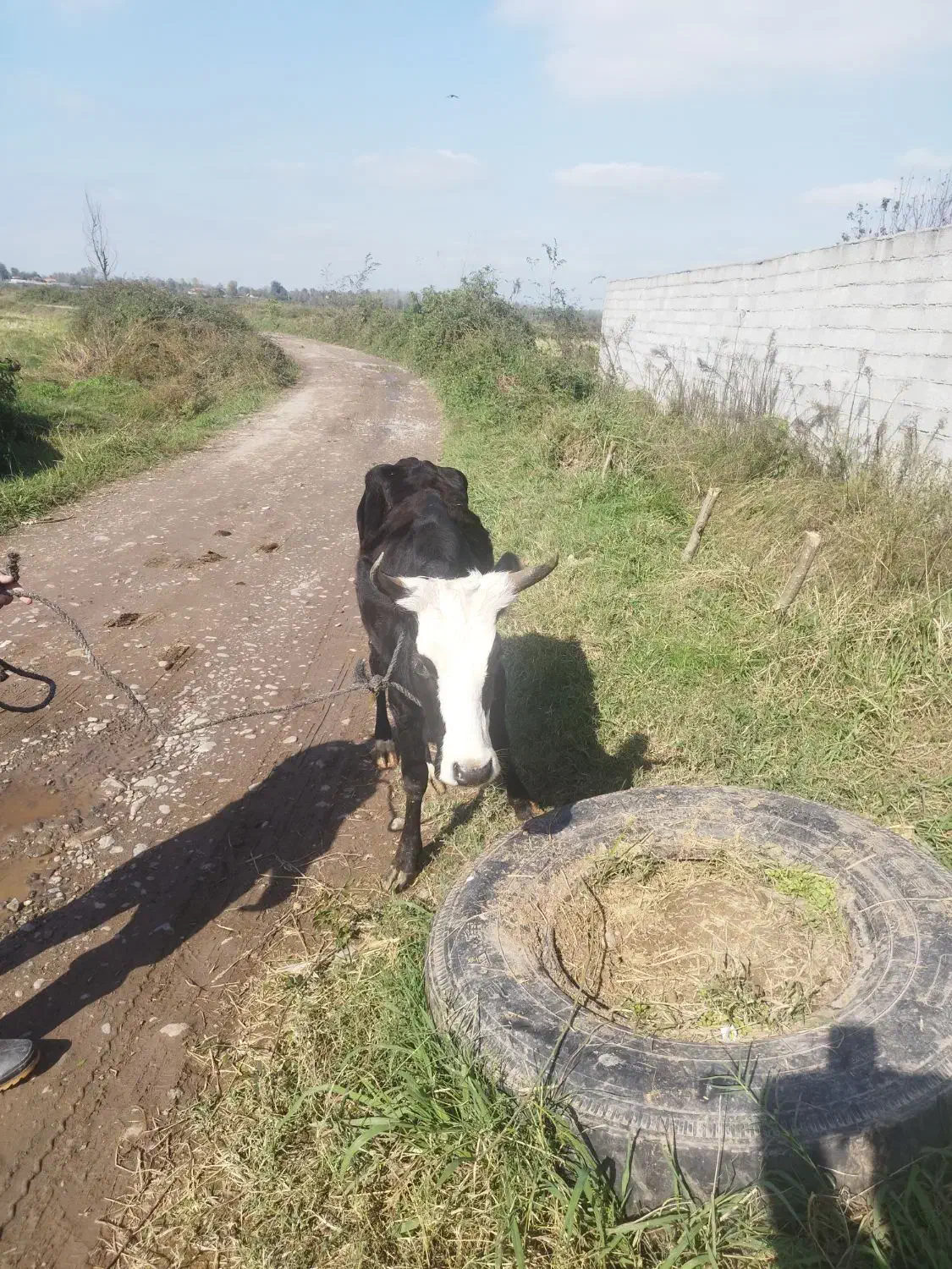 گاو چالوسی به همراه گوساله نر|حیوانات مزرعه|سنگر, |دیوار