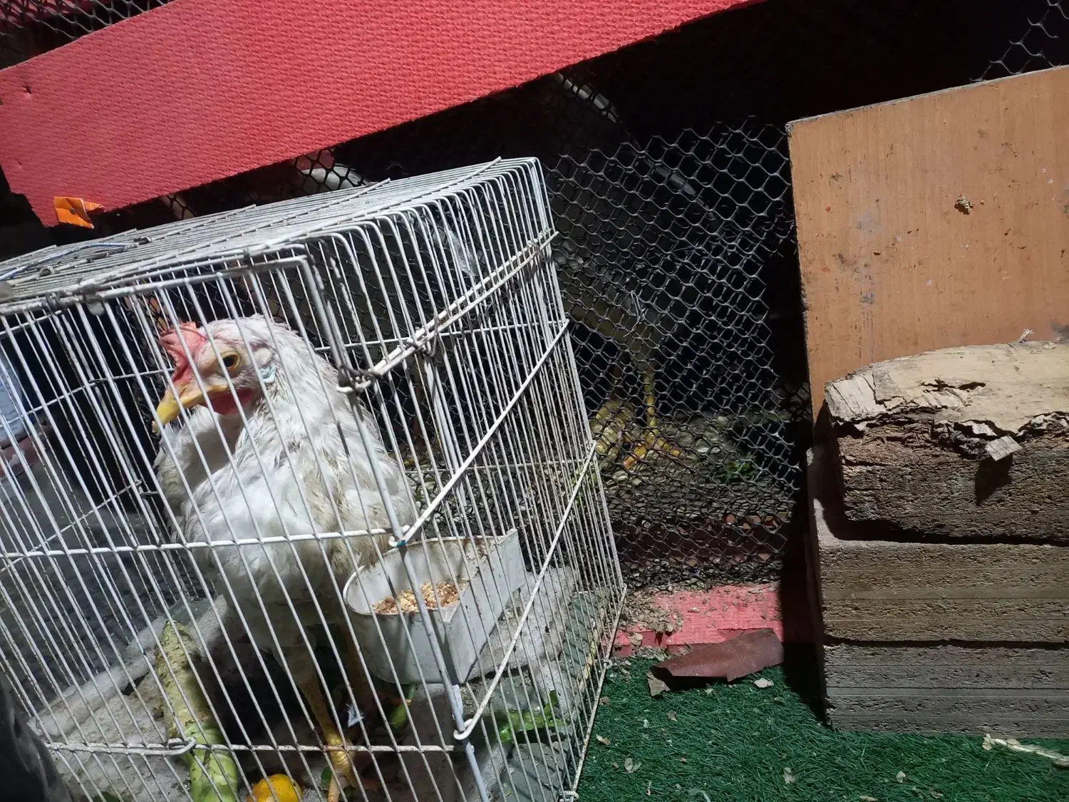 خروس قربانی|حیوانات مزرعه|مشهد, سجادیه|دیوار