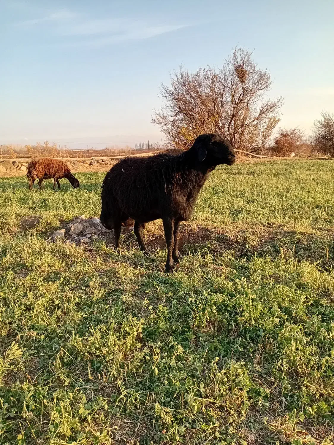 قوج شیشک قره قزل|حیوانات مزرعه|میانه, |دیوار