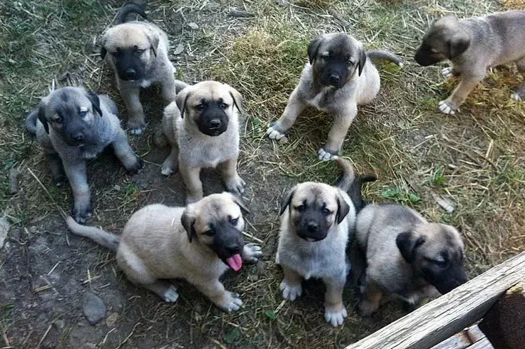 فروش توله های کانگال مالاکلی ضمانت دار|سگ|ماهدشت, |دیوار