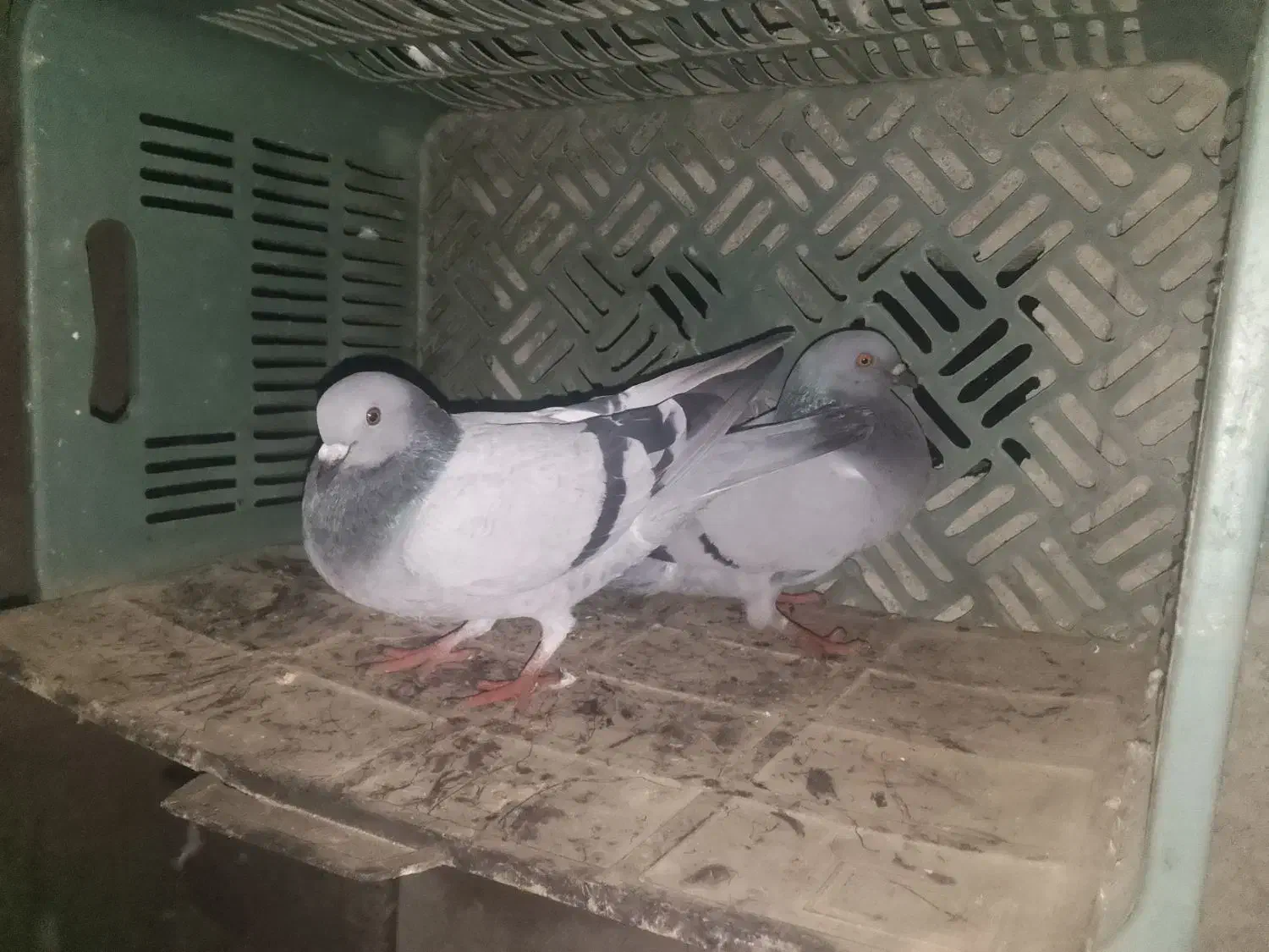 کفتر|پرنده|کهنوج, |دیوار