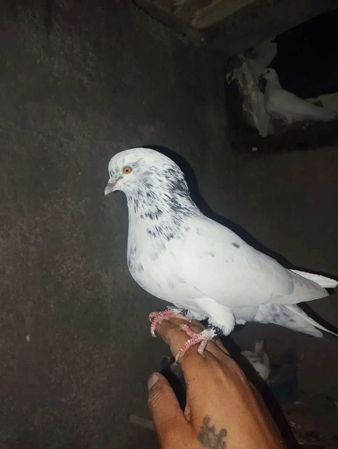 کبوتر گمشده گله دار گرگی قرمز هرکس گرفته خریدارم|پرنده|کامیاران, |دیوار