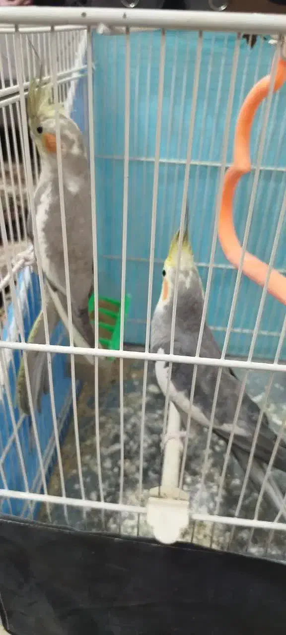 عروس هلندی|پرنده|مشهد, شهید بصیر|دیوار