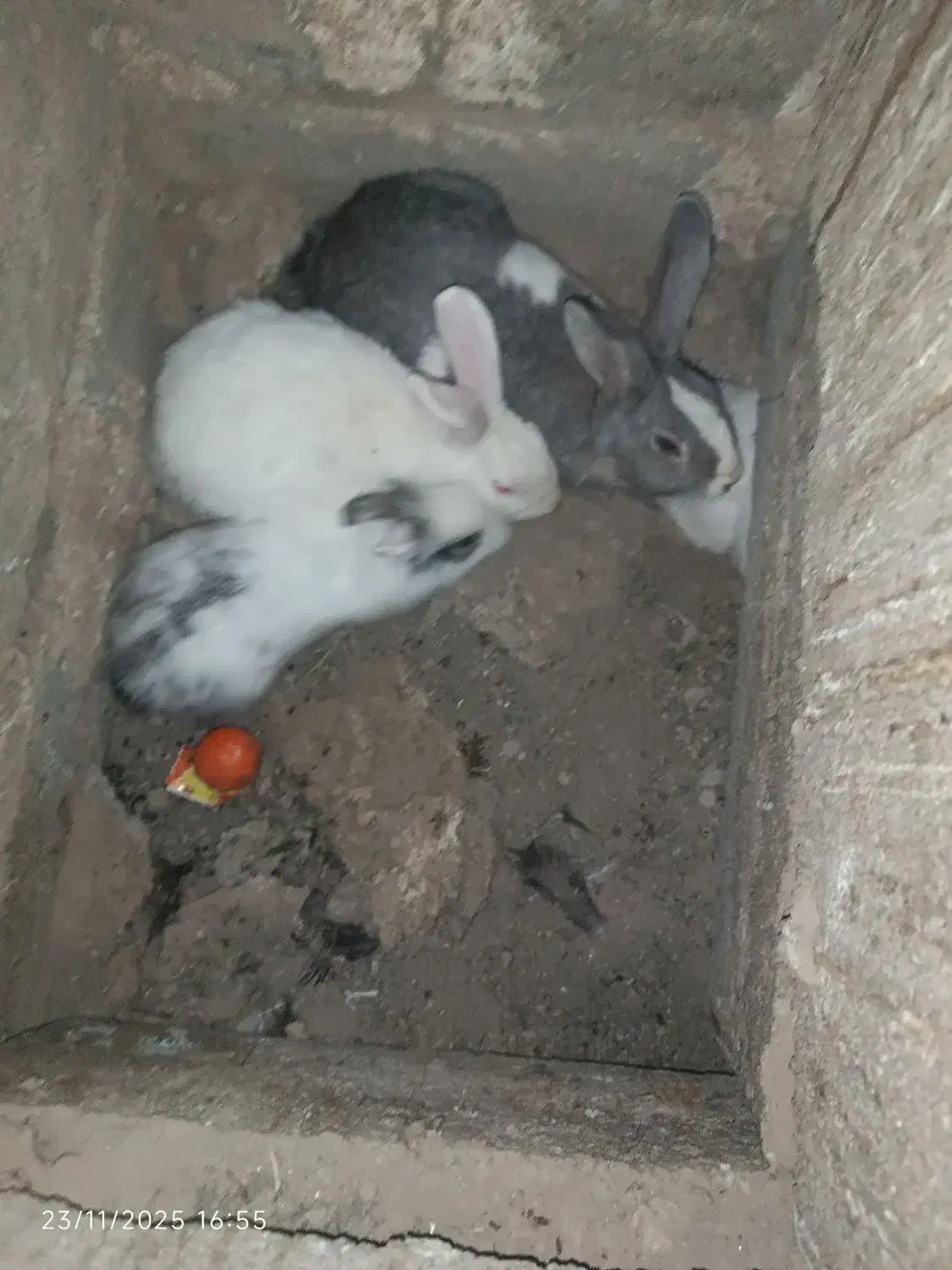 خرگوش|موش و خرگوش|بیرجند, |دیوار