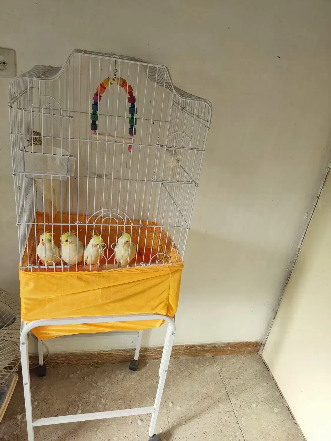 فروش تعدادی عروس هلندی لوتینو چشم شرابی|پرنده|سمنان, |دیوار