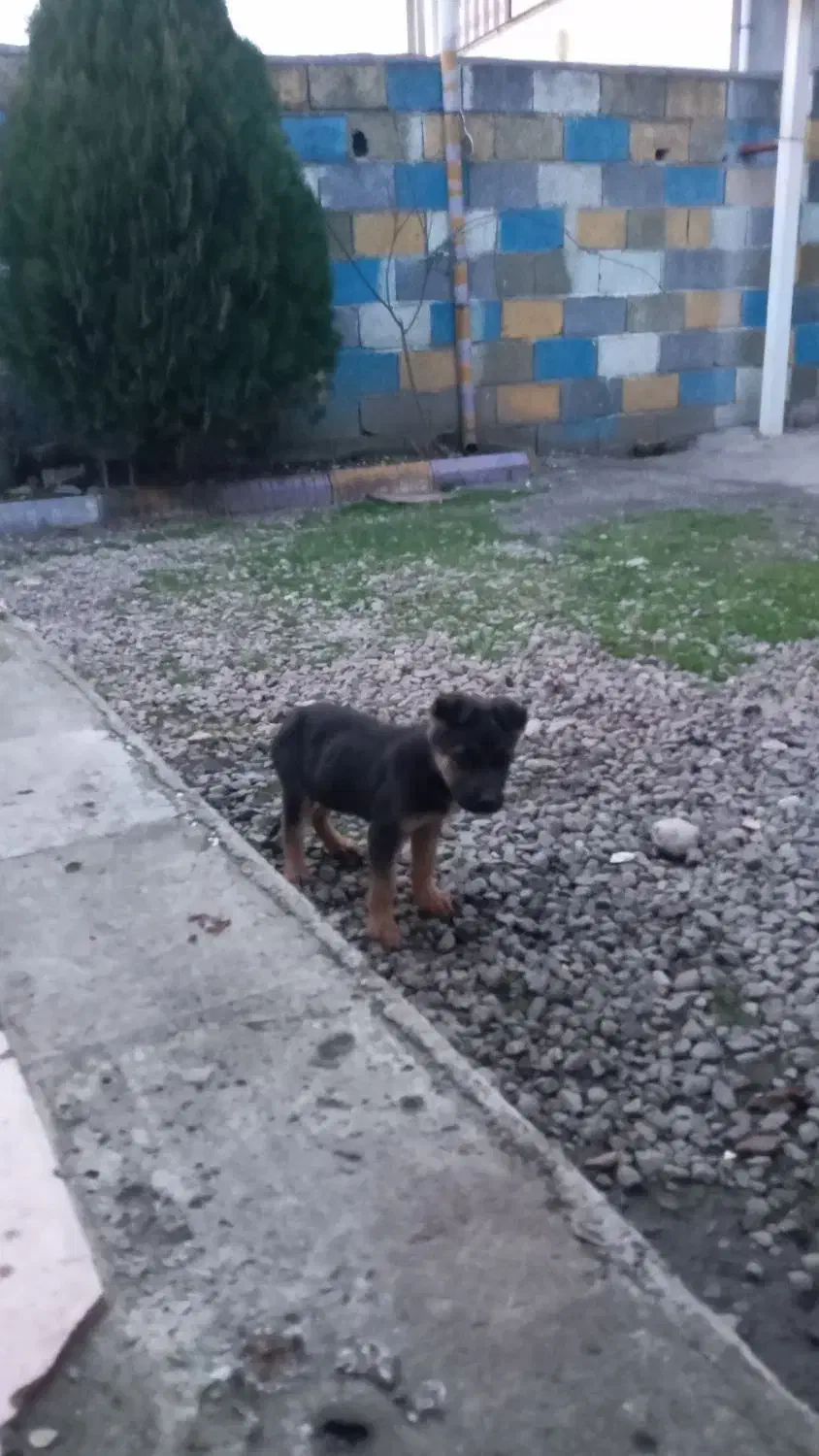 سگ ژرمن|سگ|رودسر, |دیوار