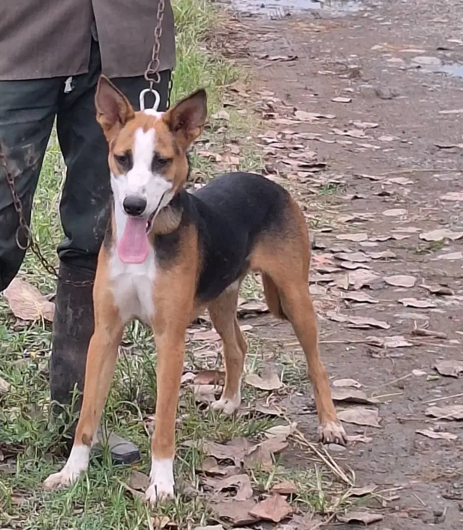 سگ باهوش نگهبان..گرگی میکس|سگ|کیاشهر, |دیوار