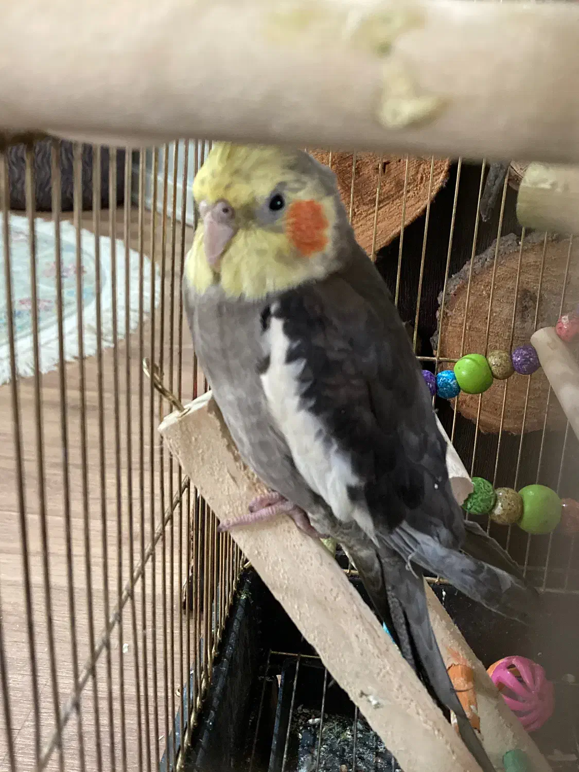 عروس هلندی|پرنده|تهران, افسریه جنوبی|دیوار