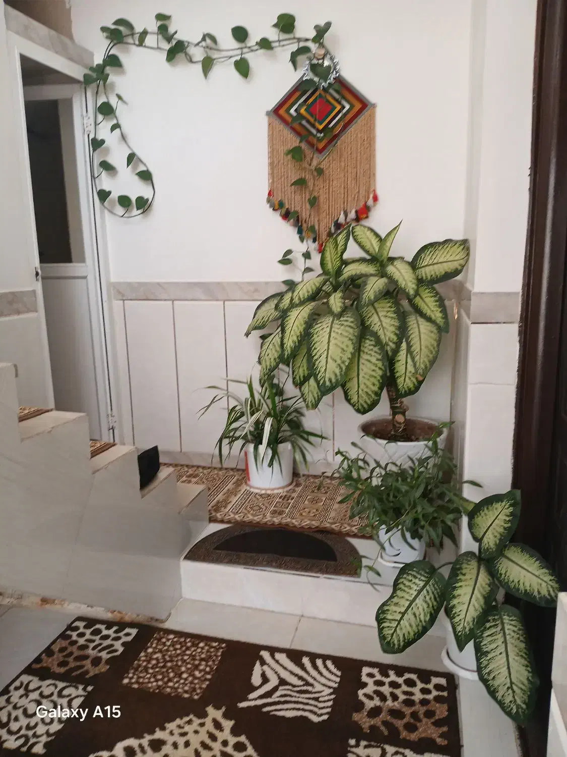 گلهای زیباوشاداب|گل و گیاه طبیعی|حمیل, |دیوار