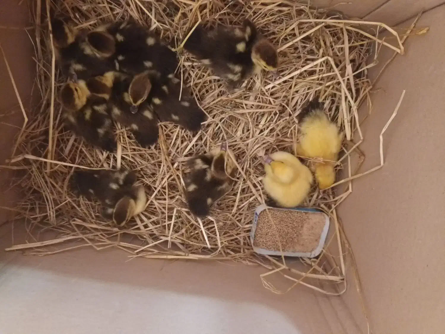 فروش بچه اردک اسراییلی|حیوانات مزرعه|آستانه اشرفیه, |دیوار