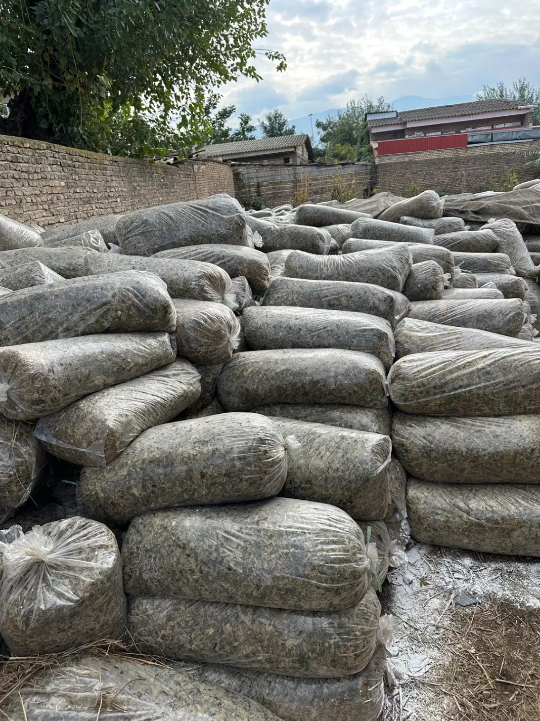 خوراک دام ذرت علوف ای گاو گوسفند|عمدهفروشی|مزرعه کتول, |دیوار