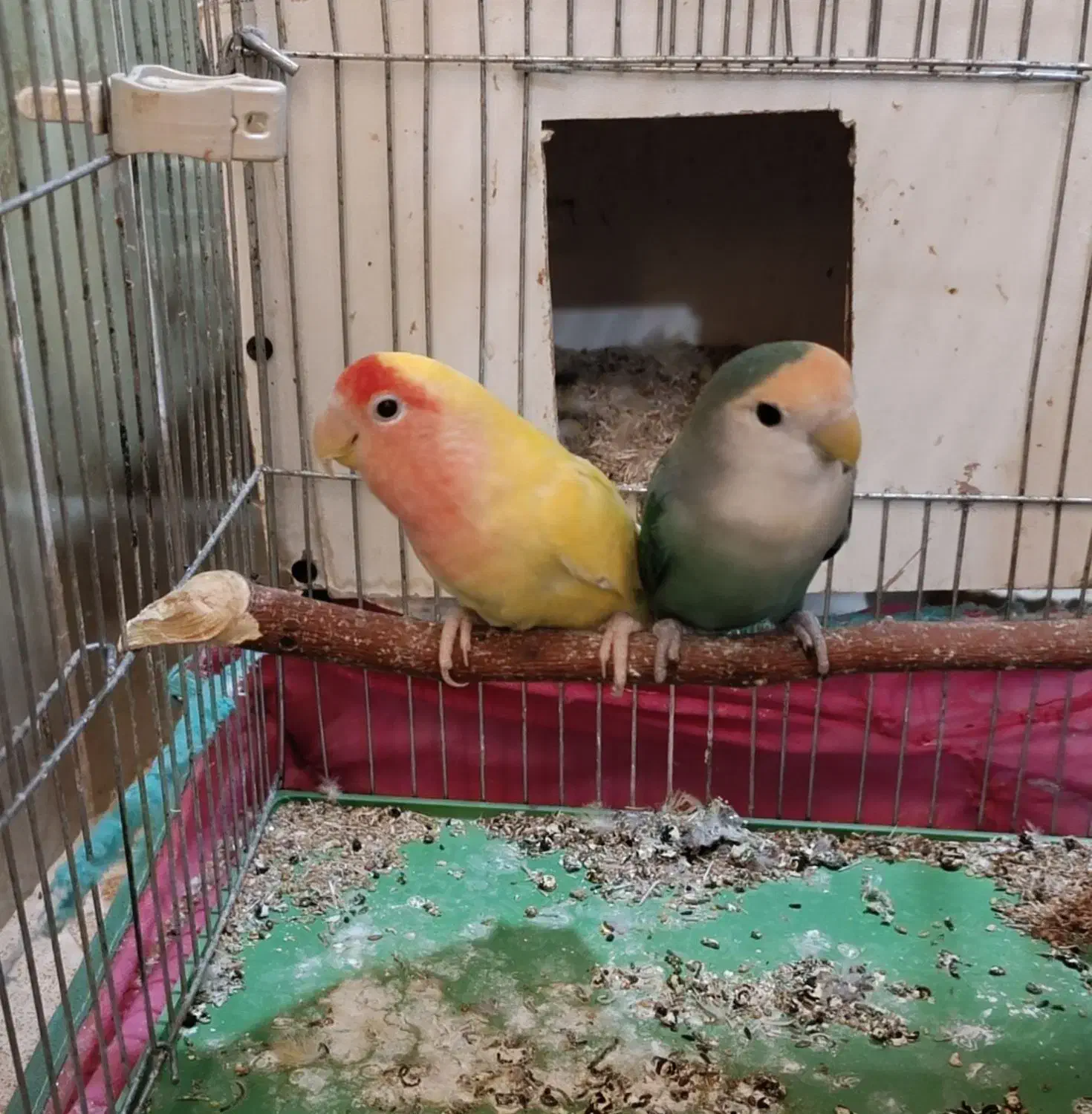 تعدادی طوطی برزیلی و عروس هلندی به فروش میرسد|پرنده|نورآباد ممسنی, |دیوار