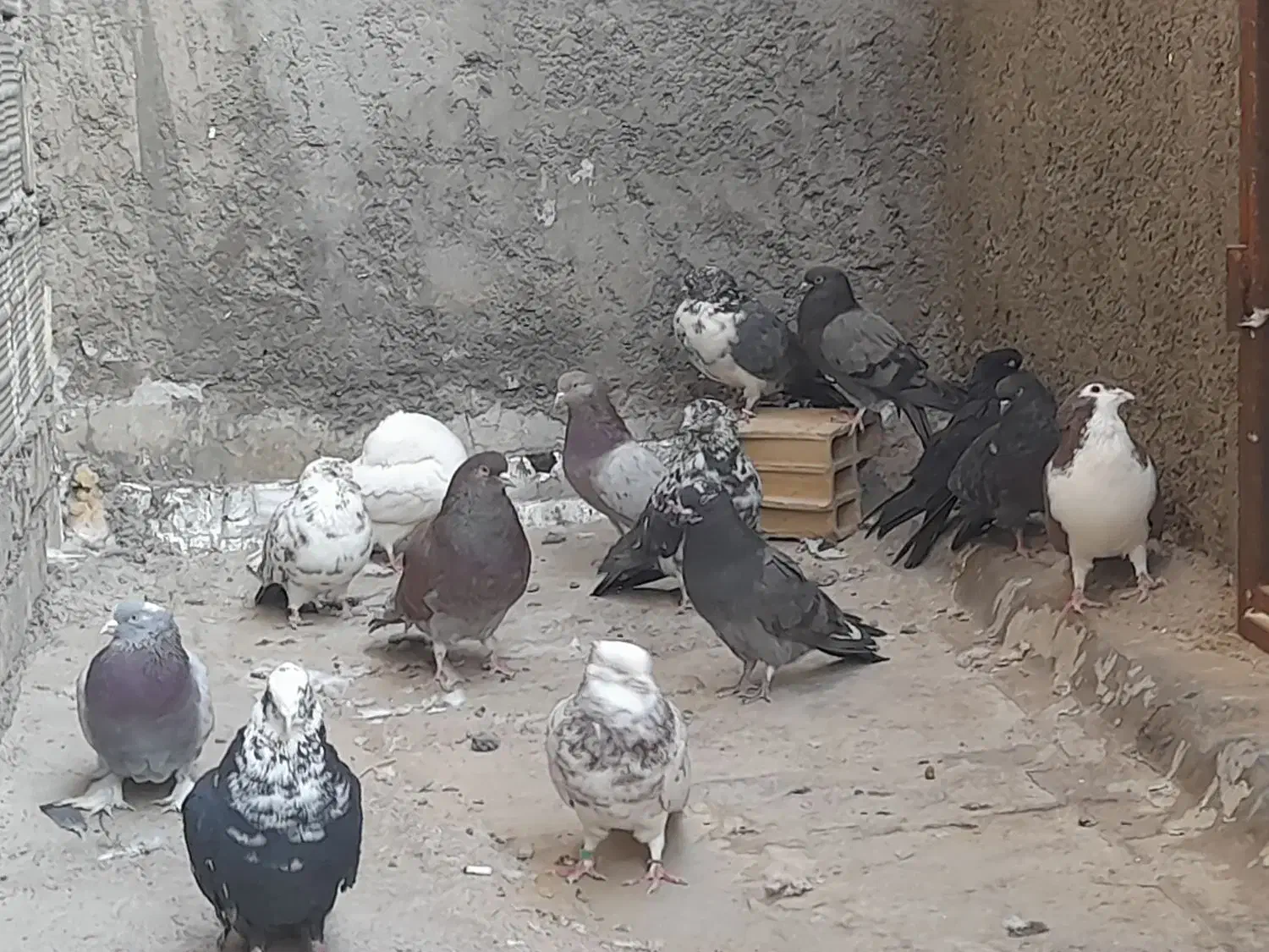 کفتر|پرنده|کهک, |دیوار