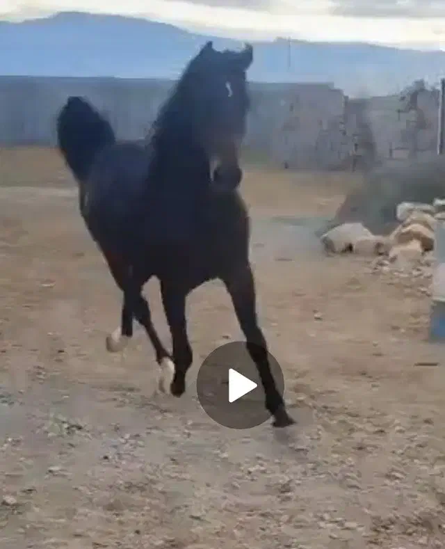 فروش یک راس نریان میکروچیپ دار|اسب و تجهیزات اسب‌سواری|کرمانشاه, |دیوار