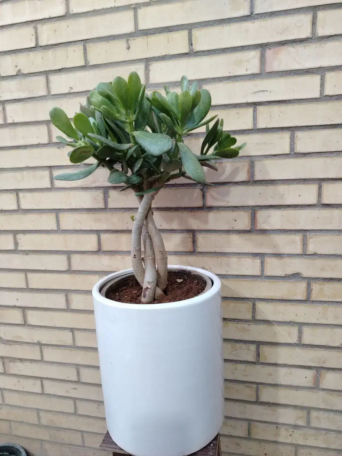 گلکده پاچیرا|گل و گیاه طبیعی|یزد, |دیوار