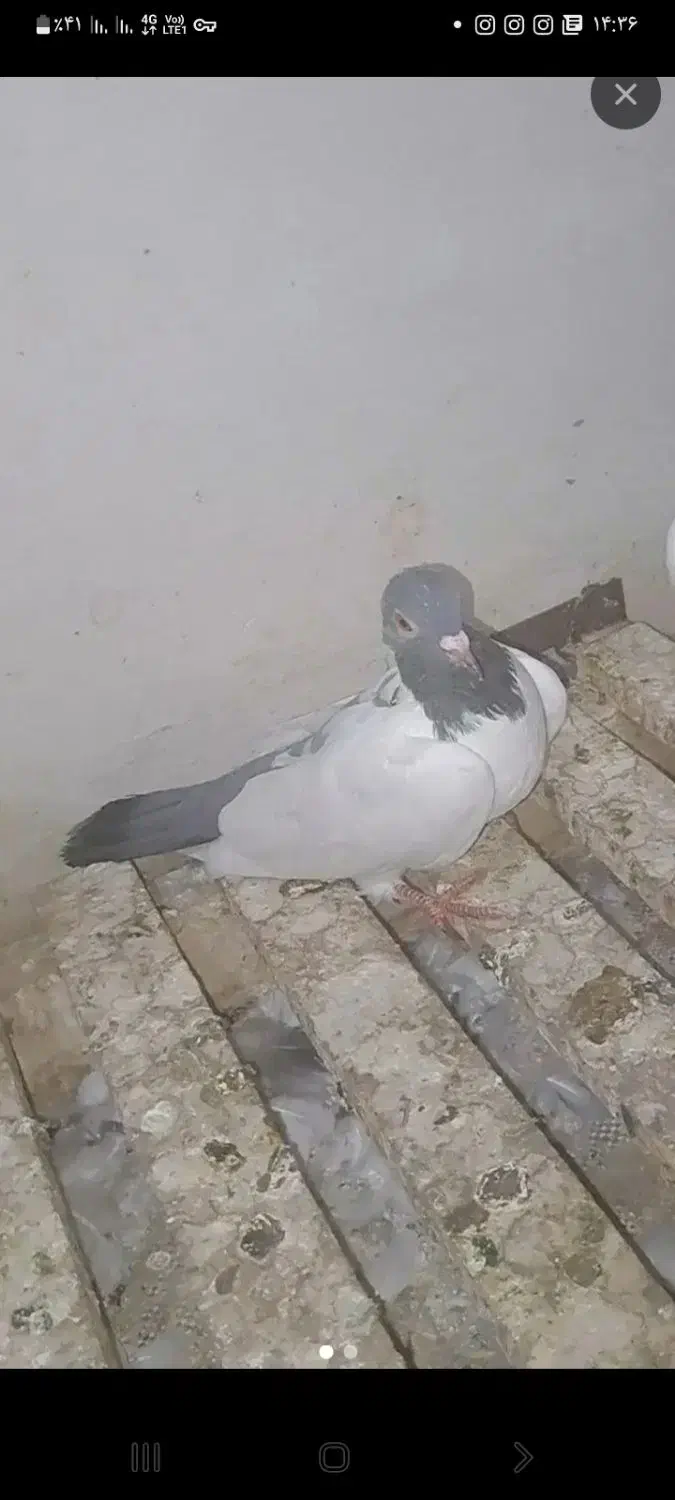 صید شده تو ابی بیگلو|پرنده|ویلکیج, |دیوار