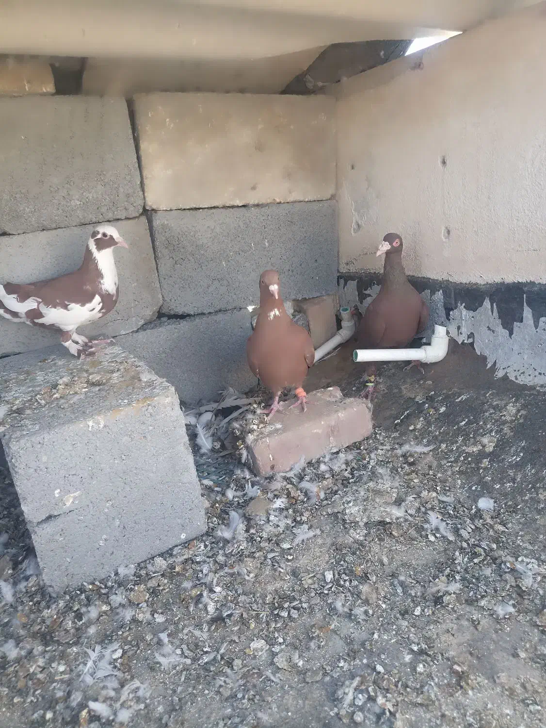 کبوتر|پرنده|میرجاوه, |دیوار