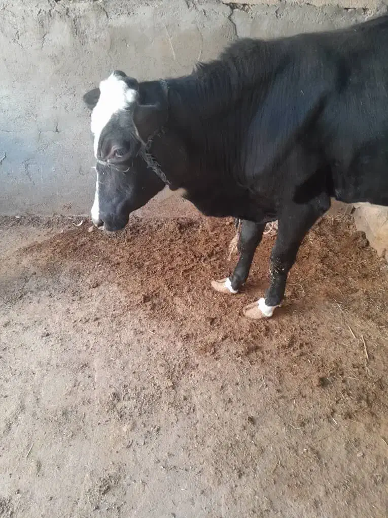 گوساله نر|حیوانات مزرعه|امیدیه, |دیوار