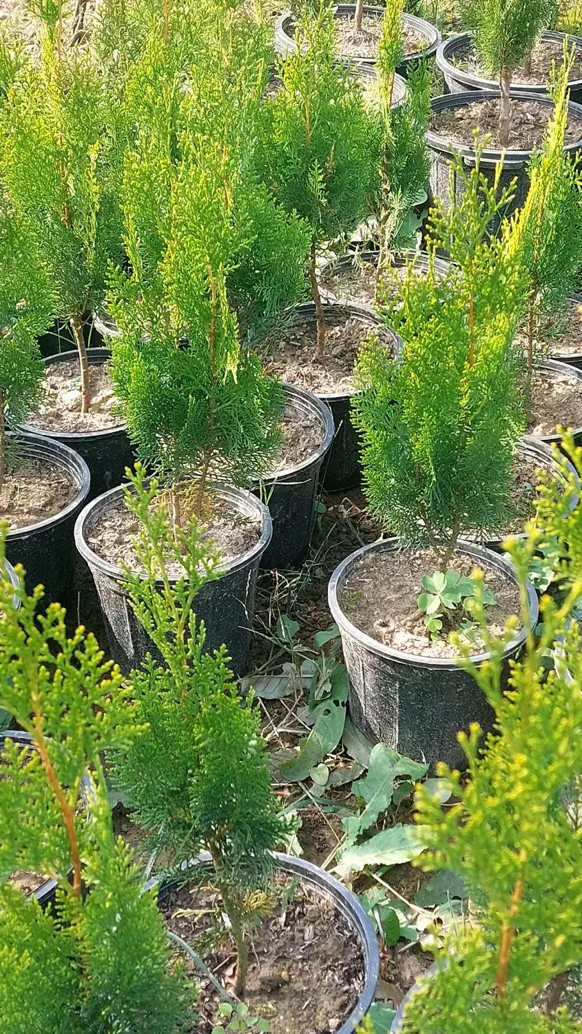 کاج کامیس نوکدار فشرده|فعالیت داوطلبانه|کلاچای, |دیوار