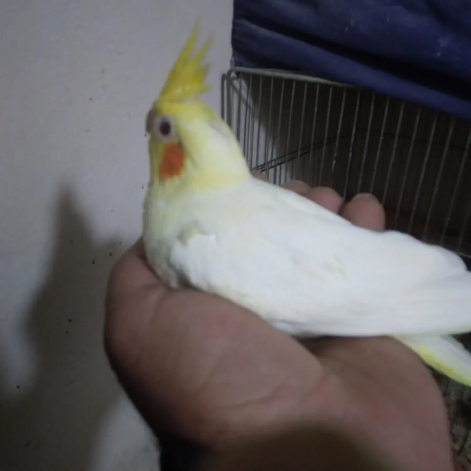 عروس هلندی جوجه ۲ ماهه|پرنده|مراغه, |دیوار