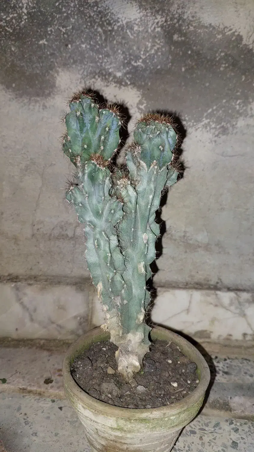 گلی|گل و گیاه طبیعی|گرگان, |دیوار