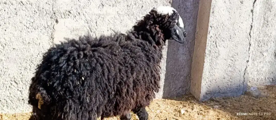 بره 28کیلو|حیوانات مزرعه|قزوین, |دیوار