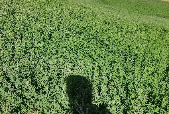 یونجه چین 2و3 خالص|لوازم جانبی حیوانات|دیواندره, |دیوار