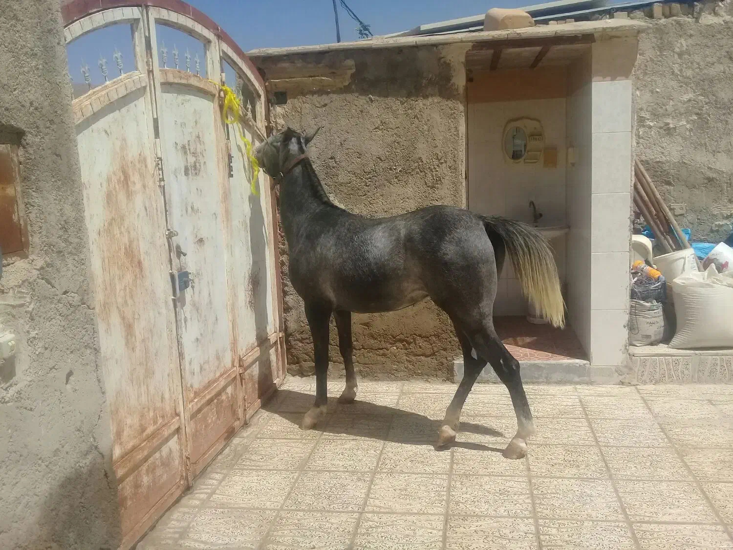 اسب مادیون کرد درجه یک کره بیداد|اسب و تجهیزات اسب‌سواری|شیراز, اکبر آباد|دیوار