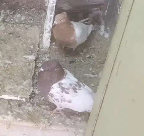 کفتر کله ای|پرنده|بروجرد, |دیوار