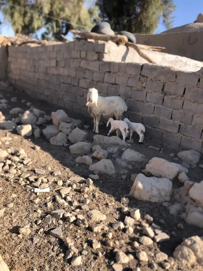 کوسفند مری با دو بره ماده فروش فوری|حیوانات مزرعه|زابل, |دیوار