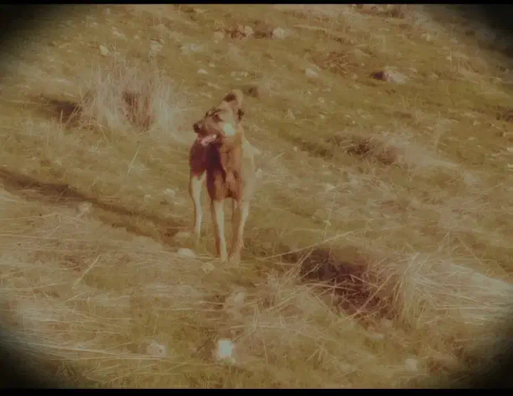 سگ گمشده|حیوانات|سرپل ذهاب, |دیوار