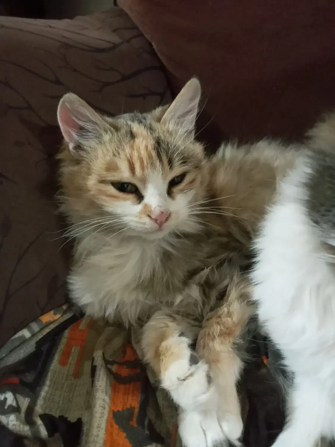 گربه ی خونگی|گربه|خلخال, |دیوار