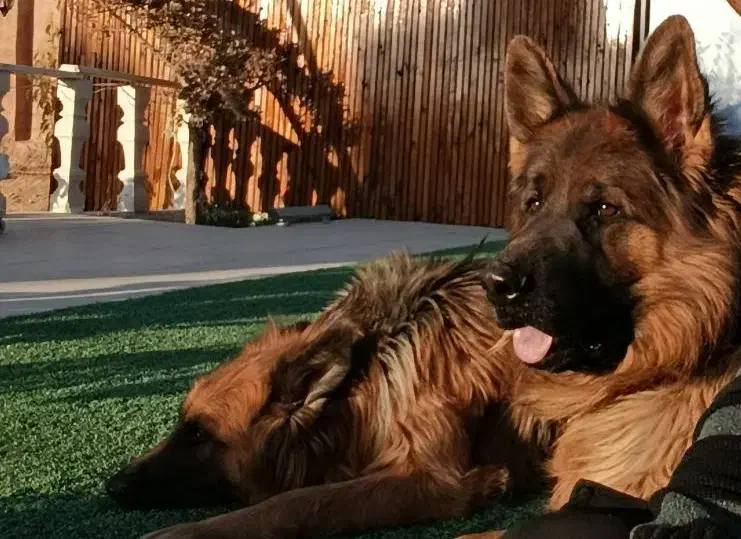 ژرمن نر کینگ عالی|سگ|شیراز, محمدیه|دیوار