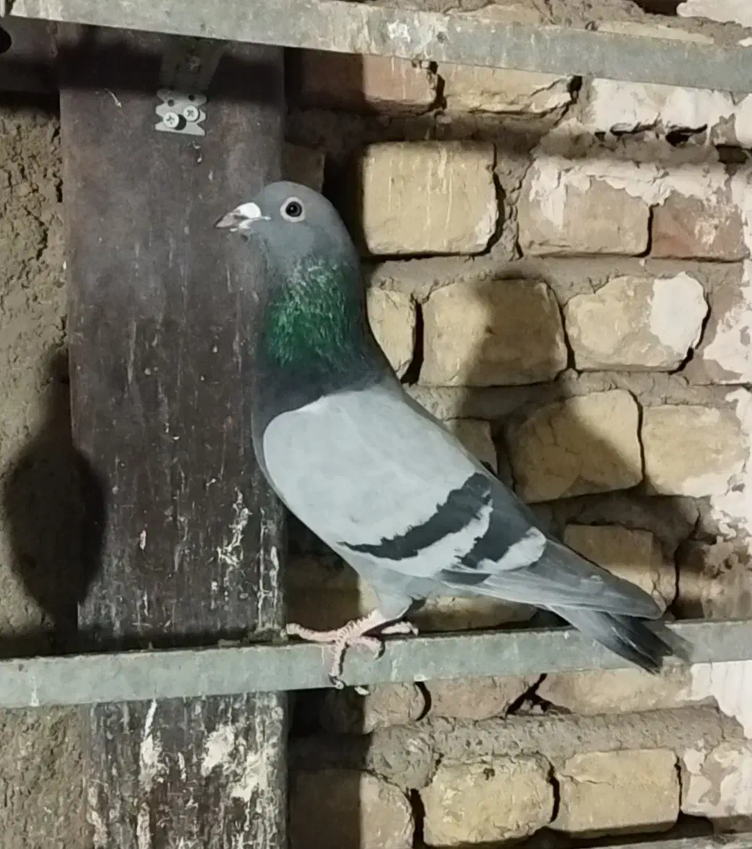 کبوتر آلمانی مسافتی|پرنده|شهریار, شهرک بهاران (ویره)|دیوار