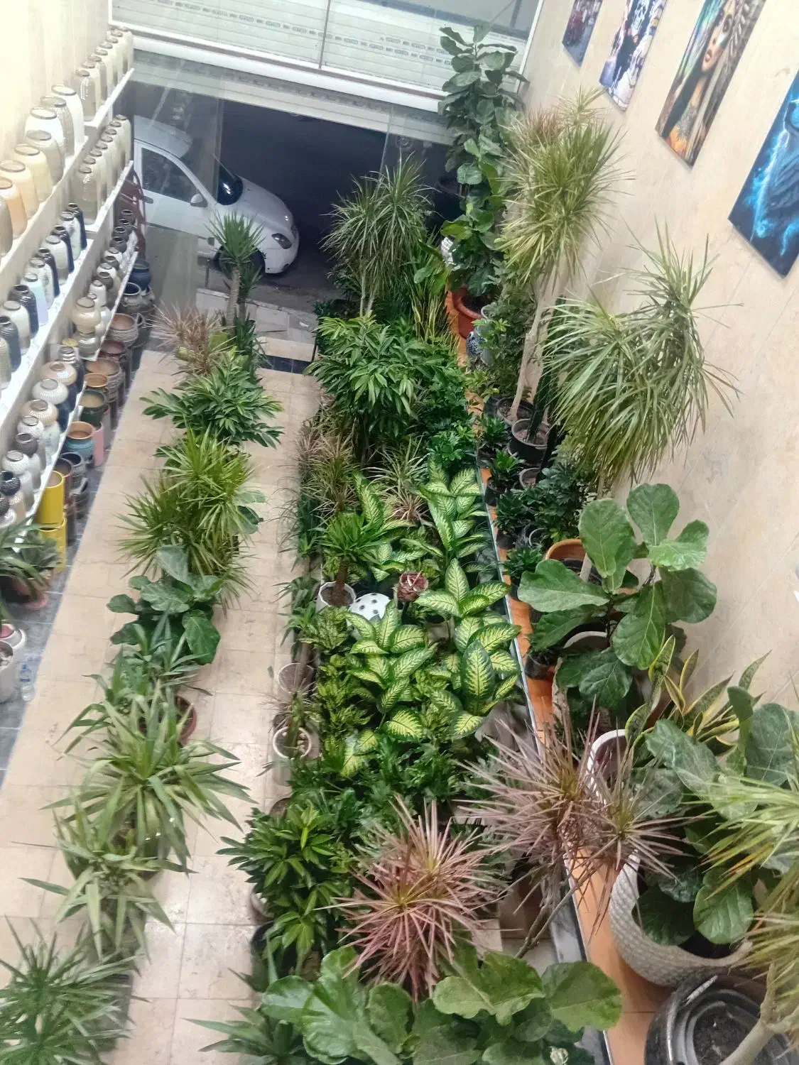 گل و گیاه اریکا|گل و گیاه طبیعی|ری, فیروزآبادی|دیوار