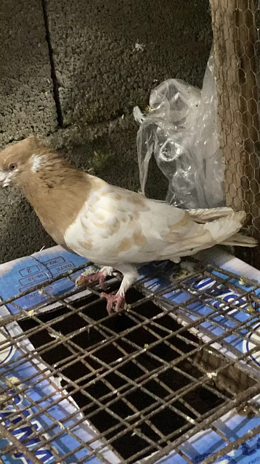 فروش فوری کبوتر کفتر ۲۰ عدد|پرنده|نوشهر, |دیوار