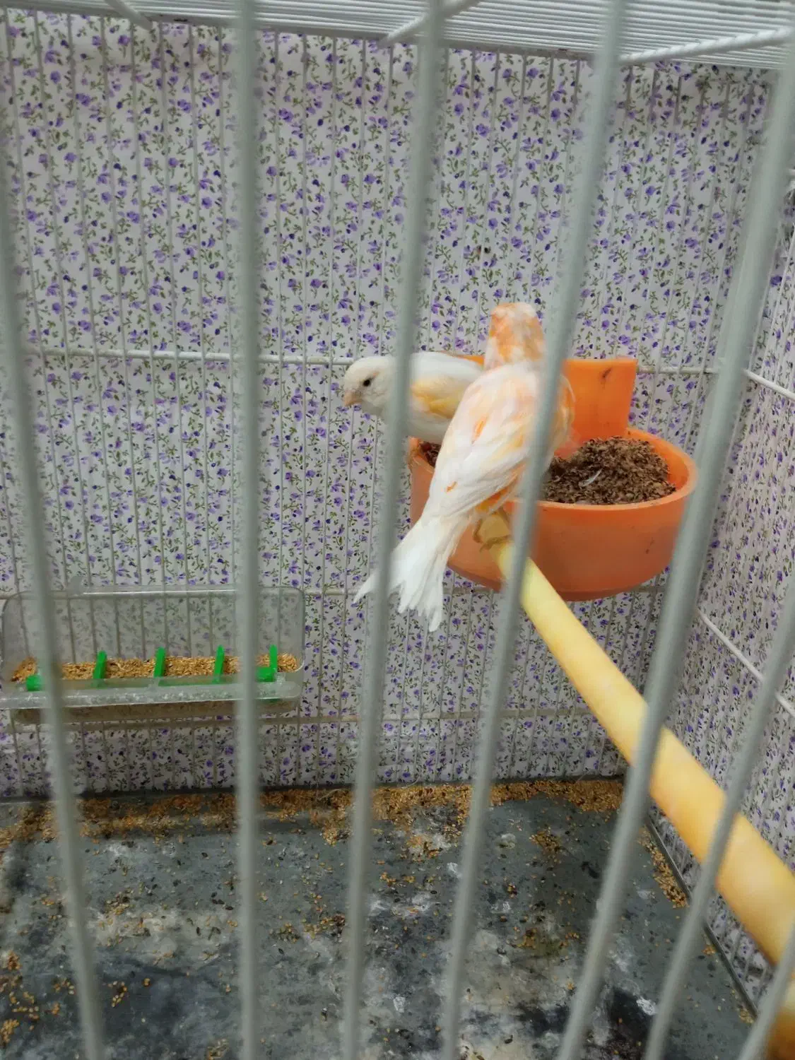 قناری|پرنده|مشهد, کوی سیدی|دیوار