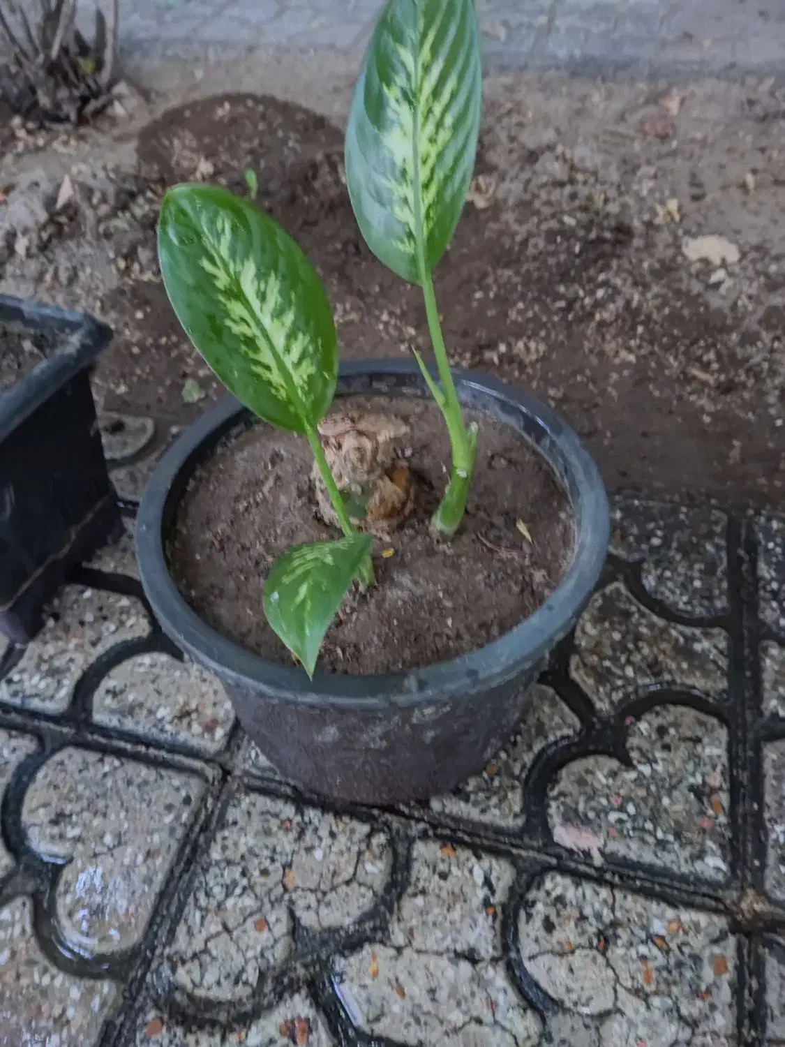 گل دیفین باغیا|گل و گیاه طبیعی|خوی, |دیوار