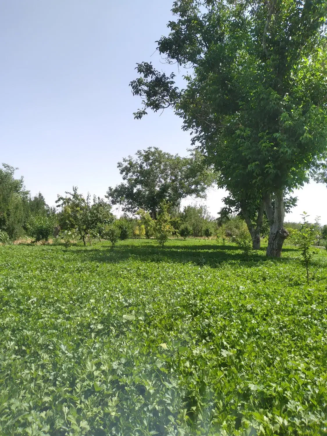 سبزی و میوه فروشی شجاعی|فعالیت داوطلبانه|بناب, |دیوار