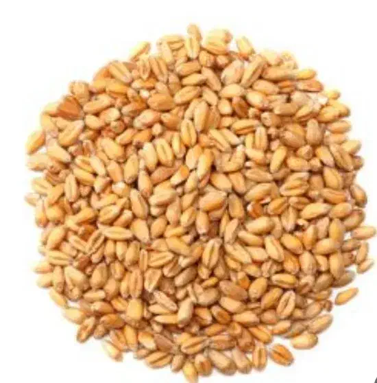 گندم|عمدهفروشی|قره چای, |دیوار