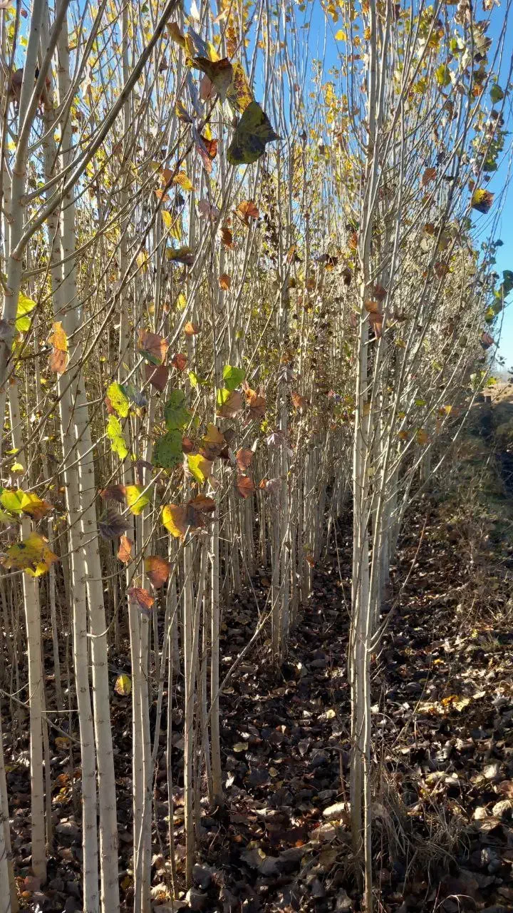 فروش نهال صنوبر ترکیه و کبود|گل و گیاه طبیعی|ساری, |دیوار