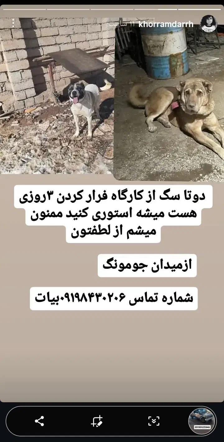 سگ گمشده|حیوانات|خرمدره, |دیوار