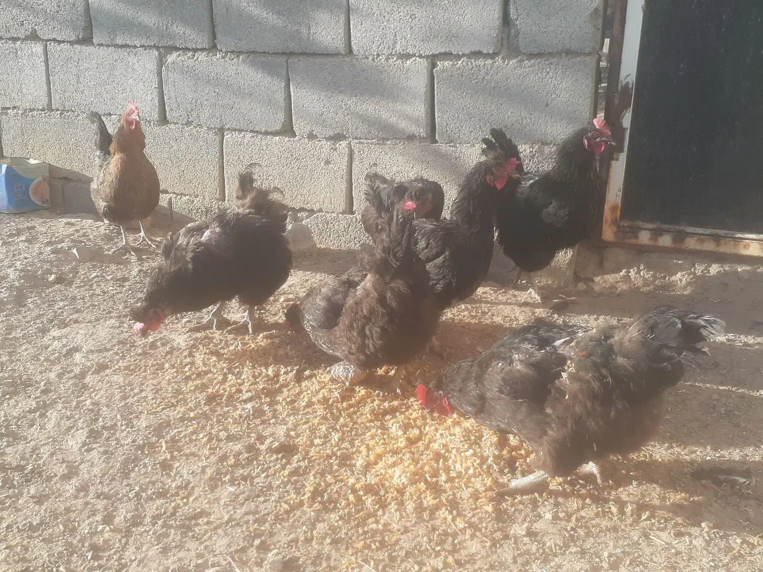 مرغ محلی،الاتی تخم گذار چهار تا کاکلی سه تا معمولی|حیوانات مزرعه|جغتای, |دیوار