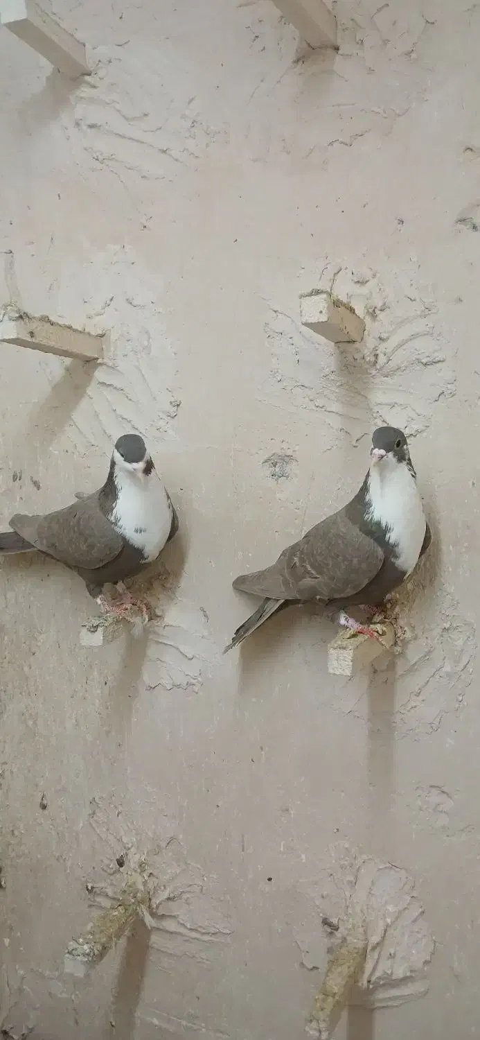 کفتر سرخ کلاغ رسمی کرباتی چپ خال سرخ|پرنده|مشهد, فریزی|دیوار